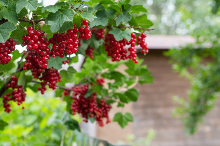 Lush green leaves and vibrant red currants grow abundantly on a bush with a rustic wooden shed in the soft-focused backgroundの写真素材
