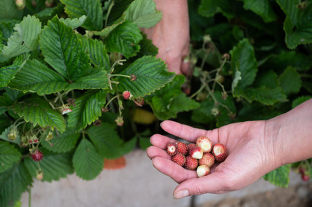 An individual gathers ripe strawberries from a thriving home garden, showcasing a sustainable, organic lifestyleの写真素材