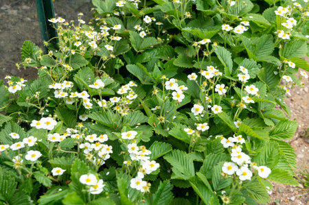 Lush green strawberry plants with delicate white flowers flourishing in a vibrant garden bedの写真素材