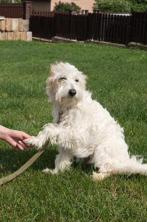 A cute white furry dog enjoys playtime in the grass, with a person's hand holding its leash on a bright, sunny dayの写真素材