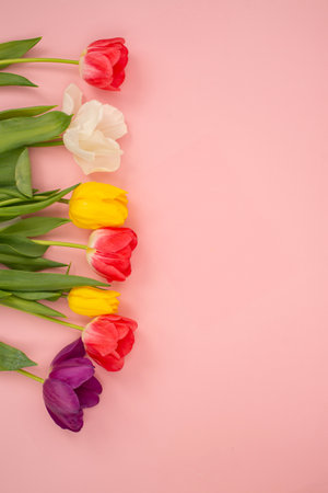 Colorful tulips arranged diagonally on a pink background. Minimalist floral design with copy space. Springtime celebration and Easter concept for banner, poster, and greeting cardの写真素材