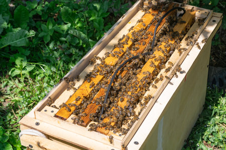 A close-up image of a beekeeper tending to a beehive, surrounded by greenery on a bright, sunny day, displaying beekeeping activitiesの写真素材