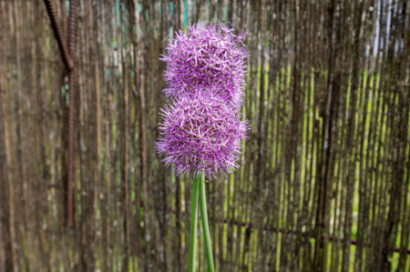 A single vibrant purple allium flower stands out with its spherical bloom against a textured rustic wooden backdropの写真素材