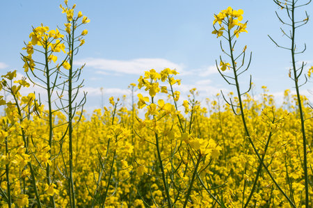 A bright and colorful canola field blooms under a clear blue sky, showing the beauty of agricultural landscapesの写真素材