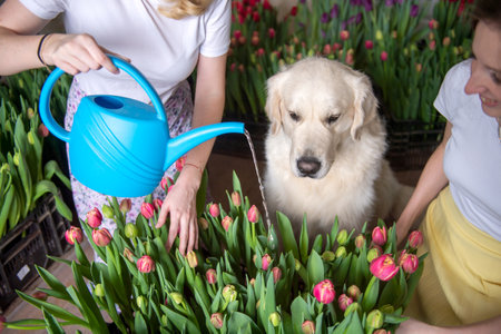 Woman watering tulips with a blue watering can and a golden retriever dog helping. Spring gardening and pet companionship concept. Indoor floral business sceneの写真素材