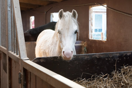 A curious white horse looks over the door of a rustic stableの写真素材