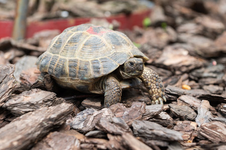 A detailed image capturing the textures and colors of a tortoise as it moves slowly across the natural forest covering groundの写真素材