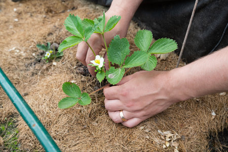 Close-up of hands gently planting strawberry plants with a focus on sustainable gardening practices and care for natureの写真素材