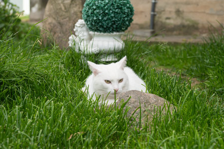 A vigilant white cat peers out from amidst vibrant green grass, its keen eyes watchful and alert in a serene garden settingの写真素材