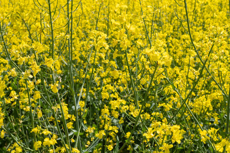 A bright and colorful canola field blooms under a clear blue sky, showing the beauty of agricultural landscapesの写真素材