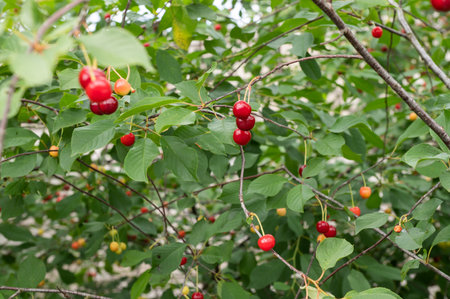 Fresh red cherries ready for harvest on a lush green tree, showing natural and organic fruit growth in a garden settingの写真素材