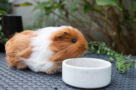 Brown and white guinea pig feeding on a textured surfaceの写真素材