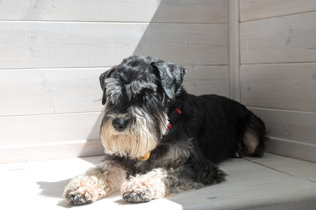 A calm schnauzer dog sits on wooden flooring bathed in sunlight filtering through a windowの写真素材