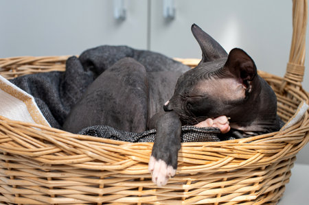 A hairless Sphynx cat sleeps peacefully in the comfort of a woven basket, showcasing the breed's unique beauty and tranquil demeanorの写真素材