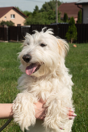Portrait of a joyful white terrier lovingly being petted by a human hand on a bright sunny day in a backyard settingの写真素材