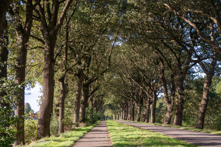 A peaceful walkway under the shade of an oak alley in the morning lightの写真素材