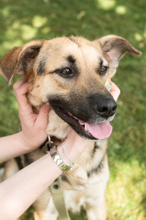 Capture the bond between pet and owner with this heartwarming image of a smiling dog caressed by loving hands amidst verdant natureの写真素材