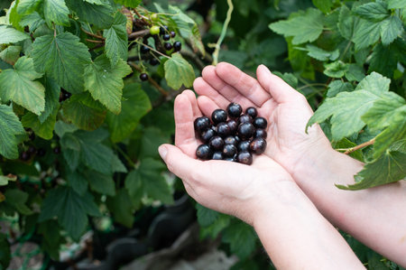 Close-up view of a woman's hands gently holding a selection of freshly picked black currants in a gardenの写真素材