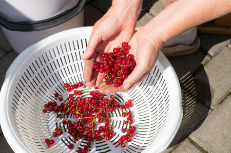 Close-up view of hands picking fresh red currants into a basket, highlighting the detail of the ripe berries on a sunny dayの写真素材
