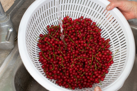 A close-up shot of vibrant red currants being washed in a white colander, set against the backdrop of a kitchen sinkの写真素材