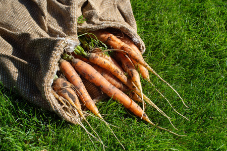 A vibrant image capturing freshly harvested organic carrots with soil clinging to them as they spill from a rustic burlap bag onto lush green grassの写真素材
