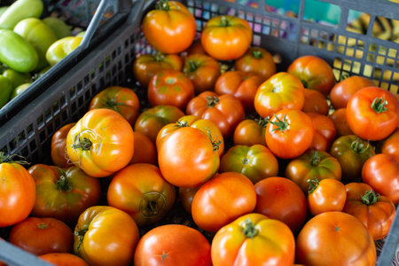 Vibrant assortment of ripe red and green tomatoes displayed in a plastic basket, perfect for food and agricultural conceptsの写真素材