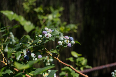 Ripe and unripe blueberries cluster on a sun-dappled bush, showing nature's gradual ripening process in a gardenの写真素材