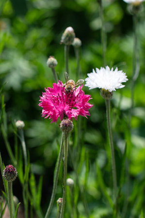 A close-up view of a diligent honeybee gathering nectar from a vibrant pink cornflower, with lush greenery in the backgroundの写真素材