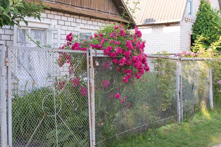 Pink roses cascade beautifully over an aged metal fence in a quaint garden setting, showing the charm of nature's resilienceの写真素材