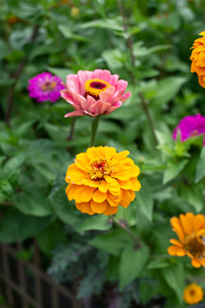 Close-up shot of a bee pollinating a bright pink zinnia flower against a backdrop of green foliageの写真素材