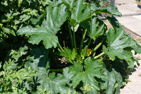 A vibrant zucchini plant with large leaves thriving in an urban garden, showing sustainable city livingの写真素材