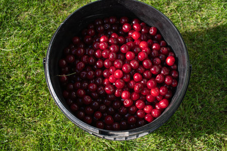 Overhead view of ripe red cherries filling a black bucket, set on a lush green lawn, perfect for summer fruit conceptsの写真素材