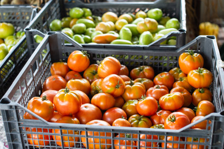 Vibrant baskets filled with ripe red tomatoes and green tomatillos, showcasing fresh produce at a local marketの写真素材