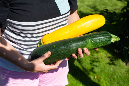 Close-up shot of a woman's hands gently holding two large, freshly harvested zucchini one yellow and one green in a sunny gardenの写真素材