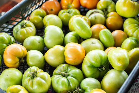 A vibrant array of green and yellow tomatoes freshly picked, neatly arranged in a basket ready for the marketの写真素材