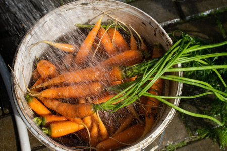 Vibrant, clean carrots with green tops being rinsed in a rustic wooden basket, showcasing fresh produce and healthy eatingの写真素材
