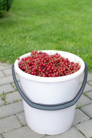 A bountiful white bucket overflowing with vibrant red currants, freshly harvested and displayed in a natural outdoor settingの写真素材