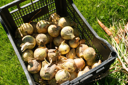 A crate full of freshly harvested onions lies on the green grass, showcasing organic farming and fresh produceの写真素材