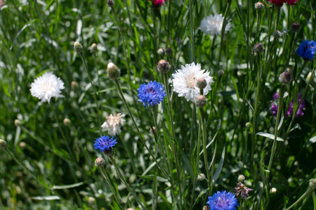 A variety of colorful wildflowers, including blue and white blossoms, thrive in a lush, sun-drenched meadowの写真素材