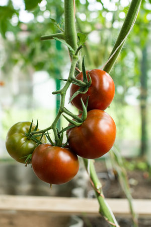 Luscious red and green tomatoes hang from a healthy vine in a sunlit greenhouse, showcasing organic gardeningの写真素材