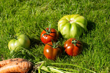 Ripe red and green tomatoes alongside a freshly harvested carrot rest on a vibrant green grass backgroundの写真素材