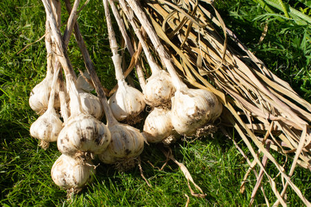 Bunches of freshly harvested organic garlic hang to dry in a sunny outdoor setting, signifying natural agriculture and healthy food preparationの写真素材