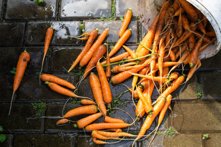 A vibrant collection of freshly picked carrots strewn across the moist pavement from a toppled bucketの写真素材