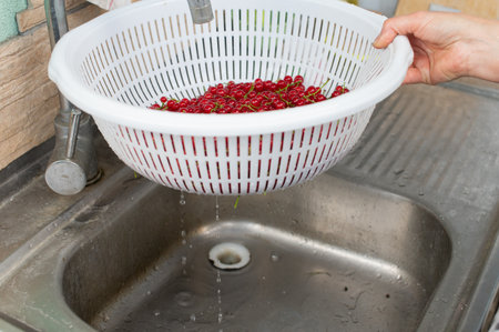 Person washing vibrant red currants in a white colander under running water in a stainless-steel kitchen sink, preparing for culinary useの写真素材