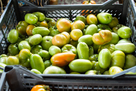 A vibrant array of green and yellow tomatoes freshly picked, neatly arranged in a basket ready for the marketの写真素材
