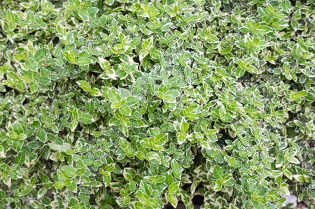 High-quality image of densely packed variegated green leaves, ideal for backgrounds, texture overlays, or botanical designsの写真素材