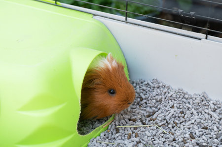 Long-haired guinea pig in a cage with toilet filler and a houseの写真素材