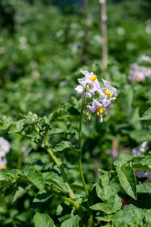 Close-up view of a potato plant with delicate white flowers thriving in a verdant garden during the sunny days of summerの写真素材