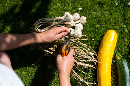 Hands using shears to trim freshly harvested organic garlic, with ripe zucchini and squash beside them on a sunny garden lawnの写真素材