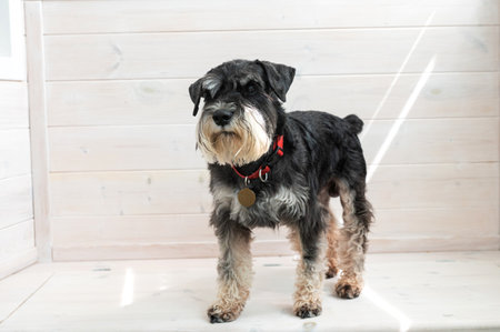 A black and silver Schnauzer. Black and tan dog with red collar standing indoors. Studio pet portrait. Animal companionship conceptの写真素材